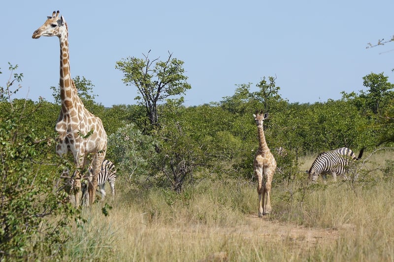 Safari Camps